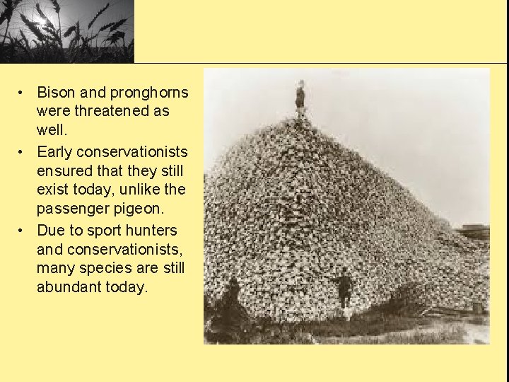  • Bison and pronghorns were threatened as well. • Early conservationists ensured that