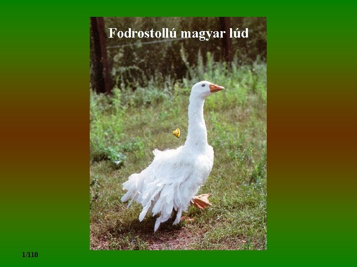 Fodrostollú magyar lúd 1/110 