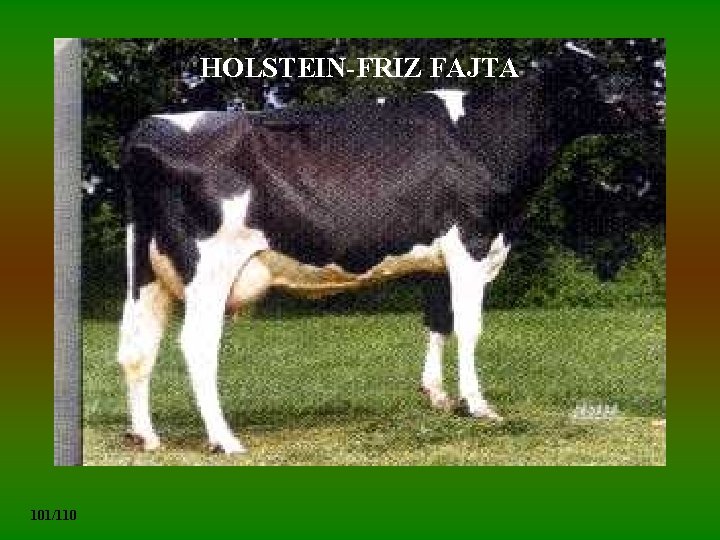 HOLSTEIN-FRIZ FAJTA 101/110 