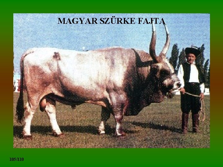 MAGYAR SZÜRKE FAJTA 105/110 