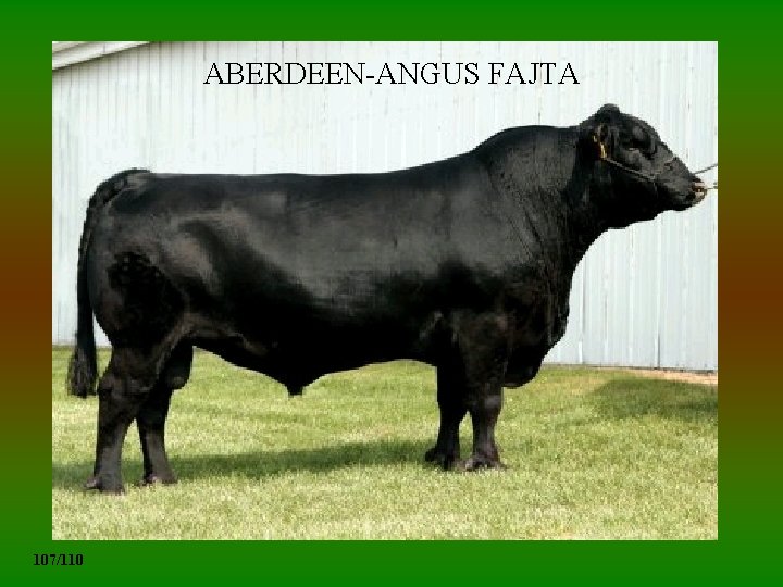 ABERDEEN-ANGUS FAJTA 107/110 