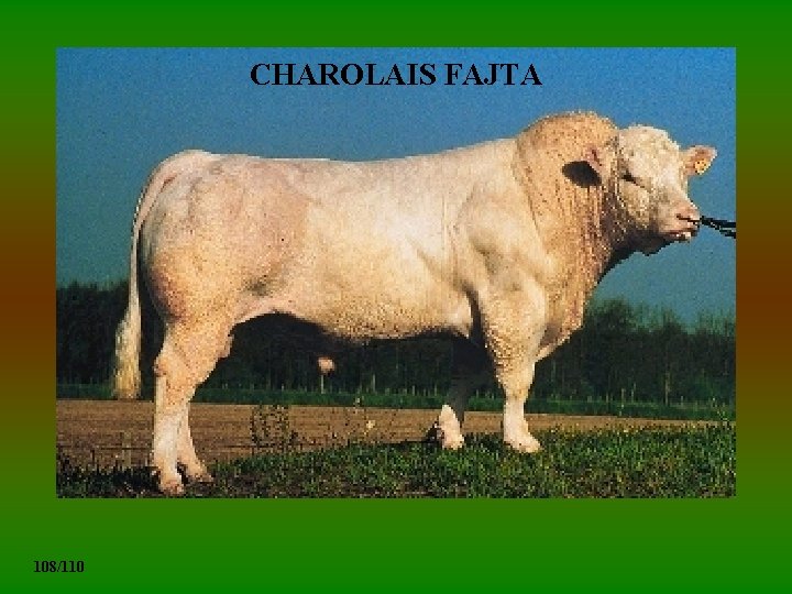 CHAROLAIS FAJTA 108/110 