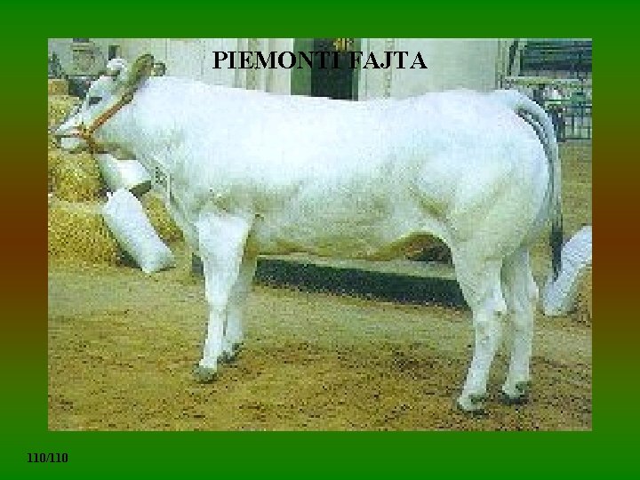 PIEMONTI FAJTA 110/110 