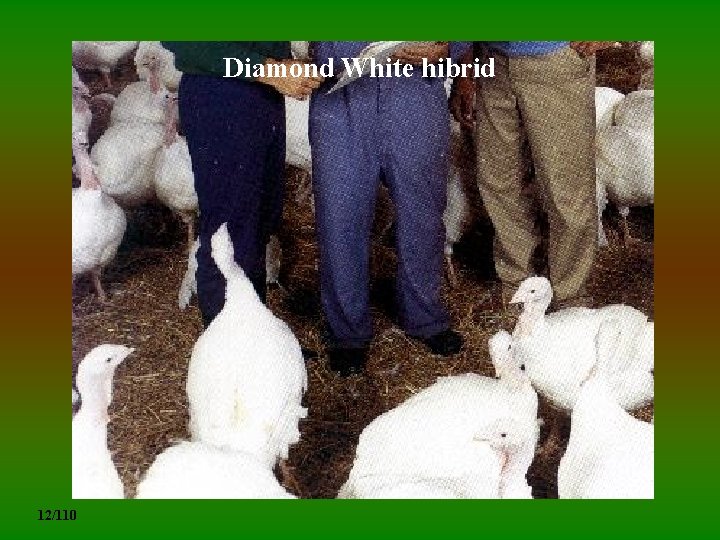 Diamond White hibrid 12/110 