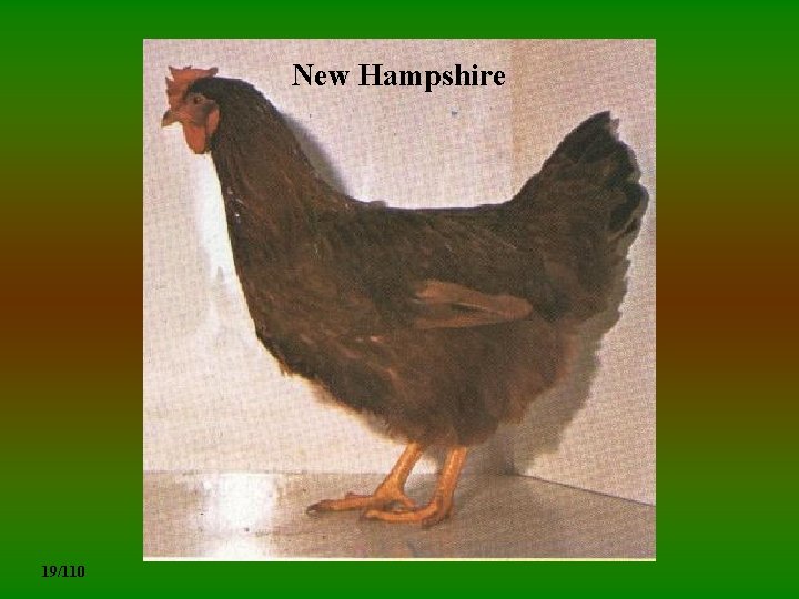 New Hampshire 19/110 
