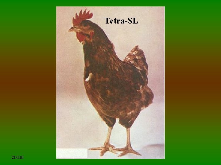  Tetra-SL 21/110 