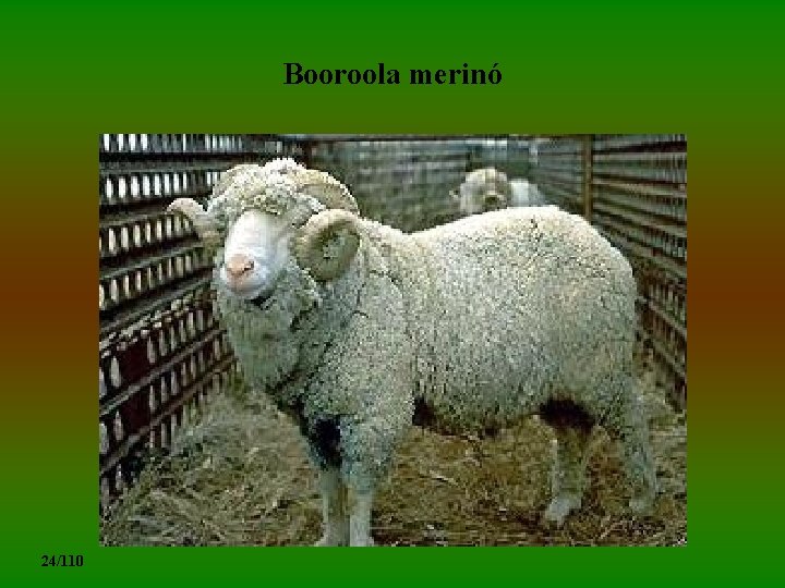 Booroola merinó 24/110 