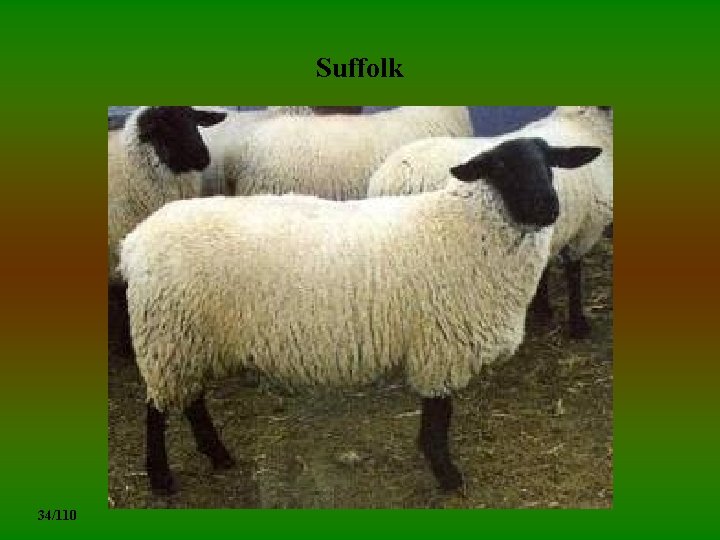 Suffolk 34/110 