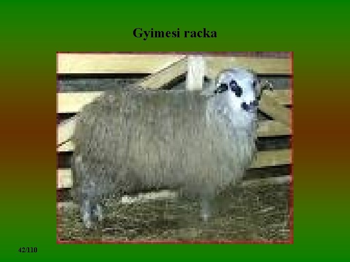 Gyimesi racka 42/110 