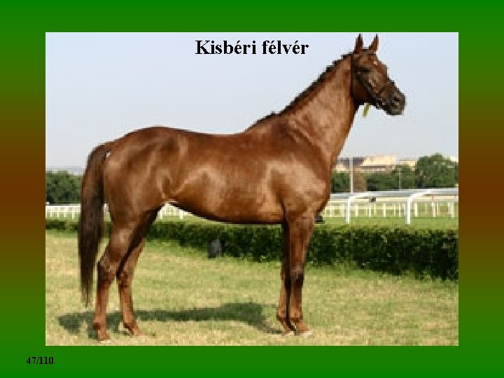 Kisbéri félvér 47/110 