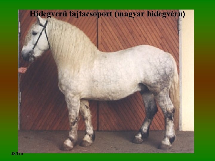 Hidegvérű fajtacsoport (magyar hidegvérű) 48/110 