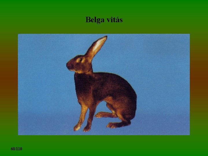 Belga vitás 60/110 