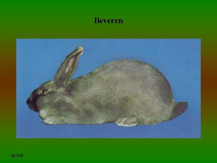 Beveren 61/110 