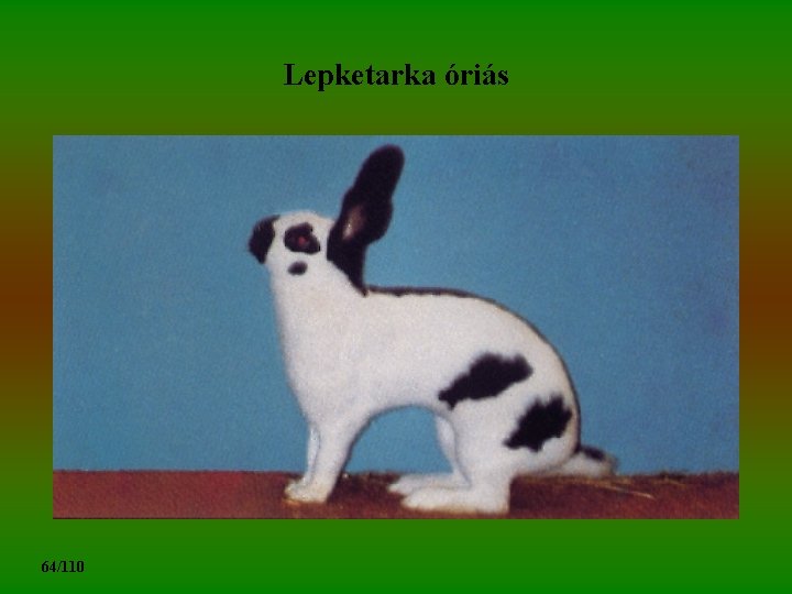 Lepketarka óriás 64/110 