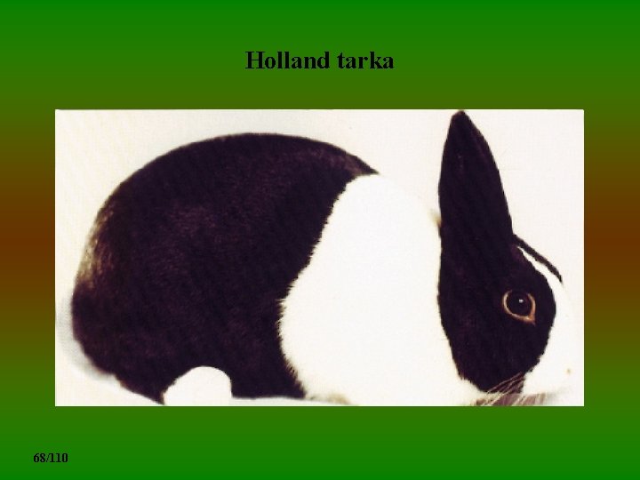 Holland tarka 68/110 