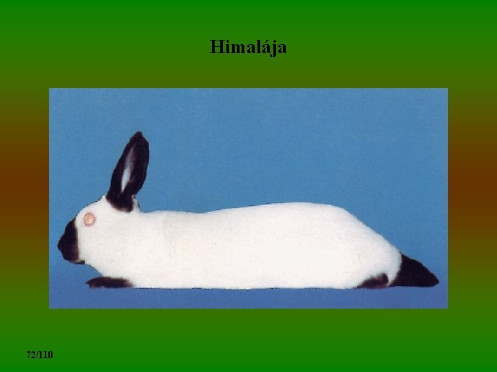 Himalája 72/110 