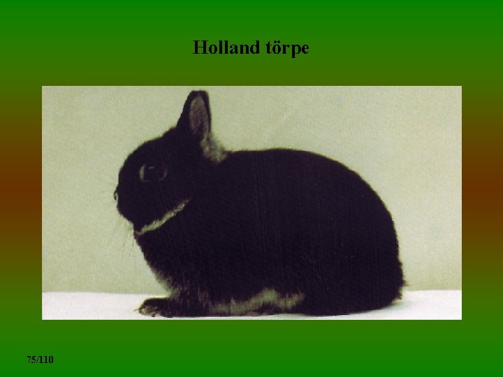 Holland törpe 75/110 