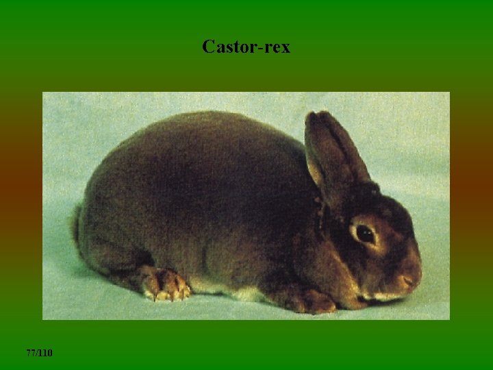 Castor-rex 77/110 