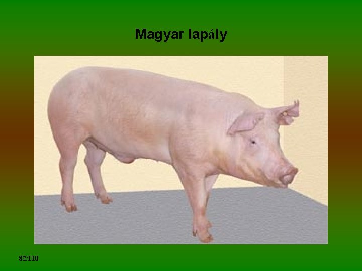 Magyar lapály 82/110 