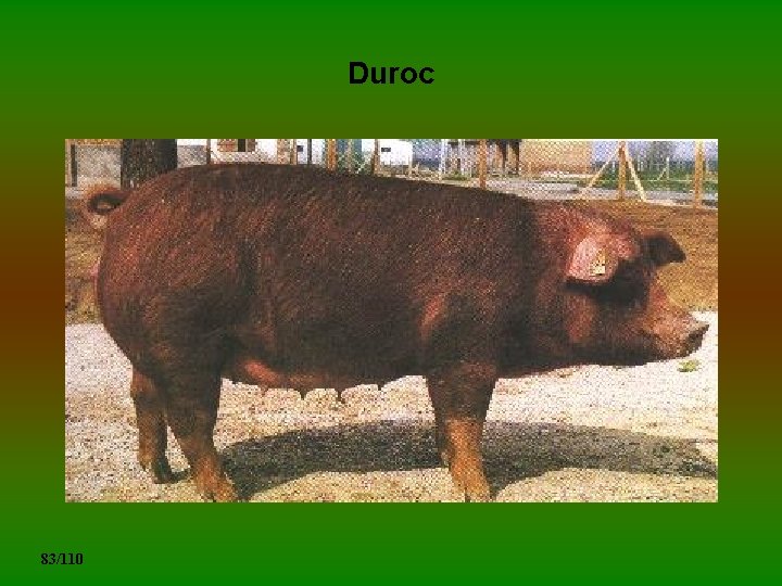 Duroc 83/110 