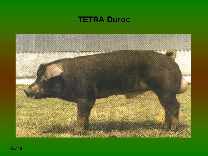 TETRA Duroc 84/110 