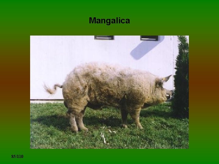 Mangalica 85/110 