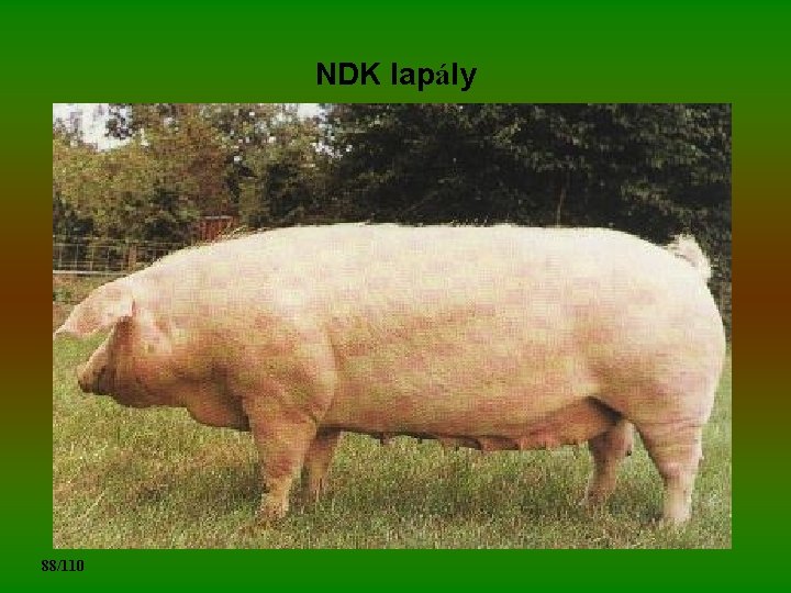 NDK lapály 88/110 