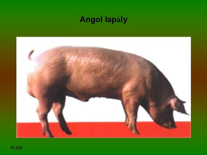 Angol lapály 91/110 