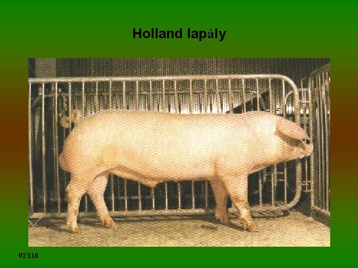 Holland lapály 92/110 