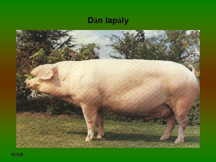 Dán lapály 93/110 