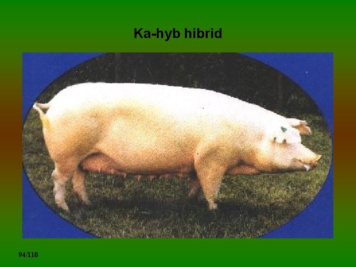 Ka-hyb hibrid 94/110 