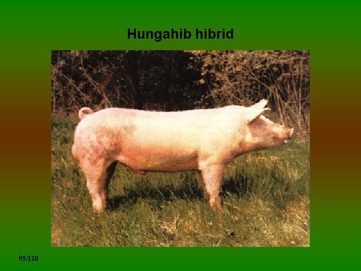 Hungahib hibrid 95/110 