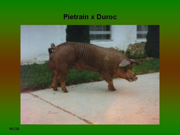 Pietrain x Duroc 96/110 