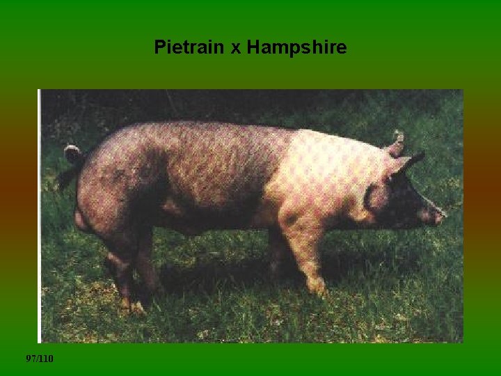 Pietrain x Hampshire 97/110 