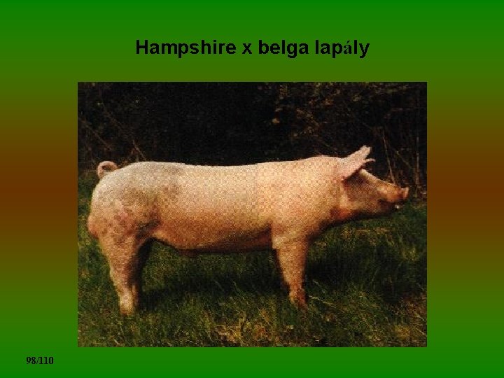 Hampshire x belga lapály 98/110 