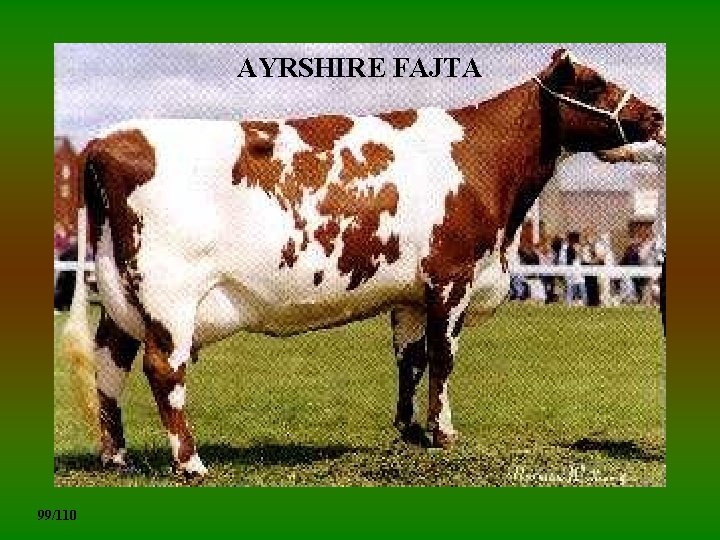 AYRSHIRE FAJTA 99/110 