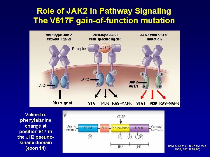 Role of JAK 2 in Pathway Signaling The V 617 F gain-of-function mutation Wild-type