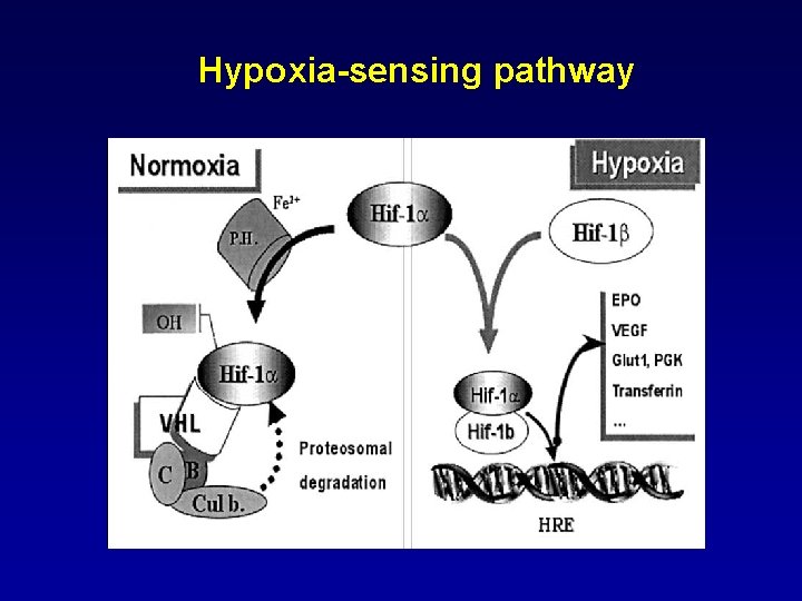 Hypoxia-sensing pathway 