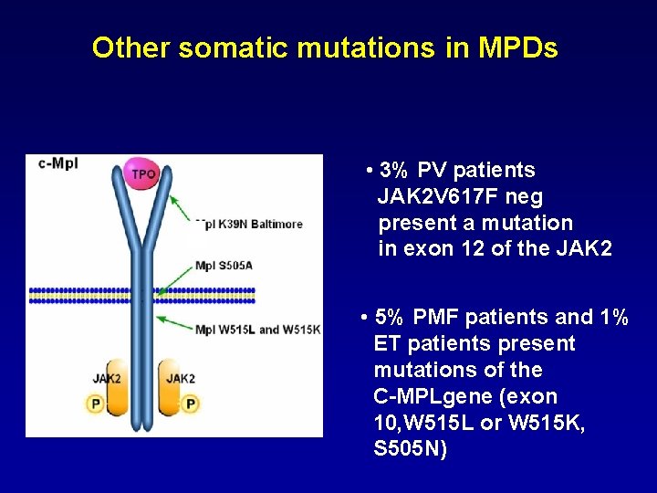 Other somatic mutations in MPDs • 3% PV patients JAK 2 V 617 F Other somatic mutations in MPDs • 3% PV patients JAK 2 V 617 F
