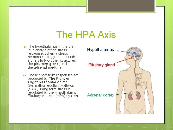 The HPA Axis The hypothalamus in the brain is in charge of the stress