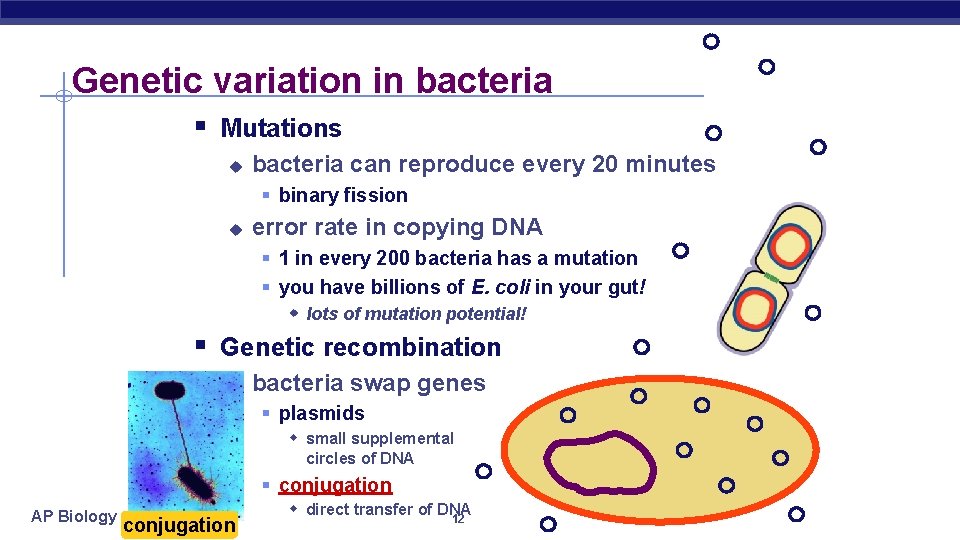 Genetic variation in bacteria § Mutations u bacteria can reproduce every 20 minutes §