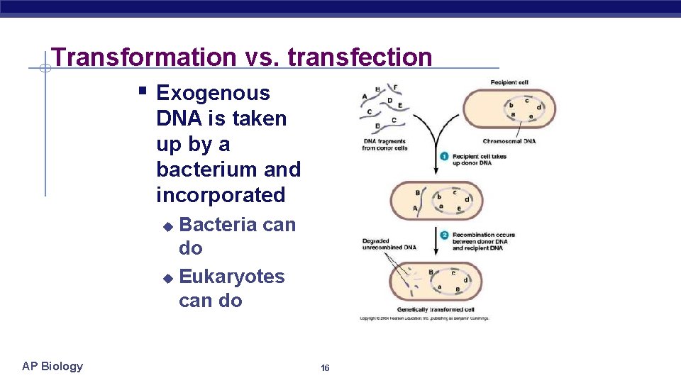 Transformation vs. transfection § Exogenous DNA is taken up by a bacterium and incorporated