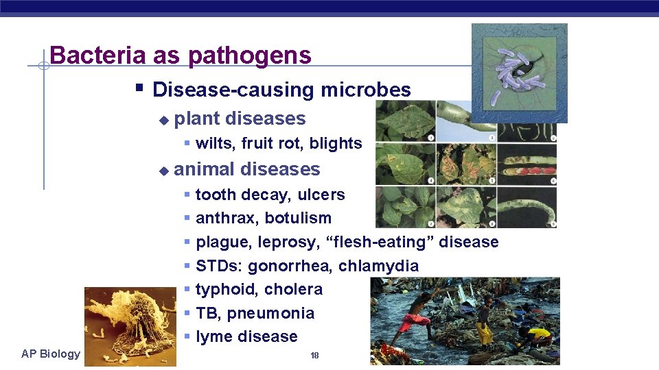 Bacteria as pathogens § Disease-causing microbes u plant diseases § wilts, fruit rot, blights