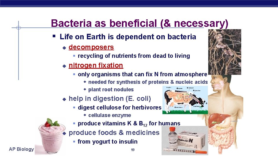 Bacteria as beneficial (& necessary) § Life on Earth is dependent on bacteria u