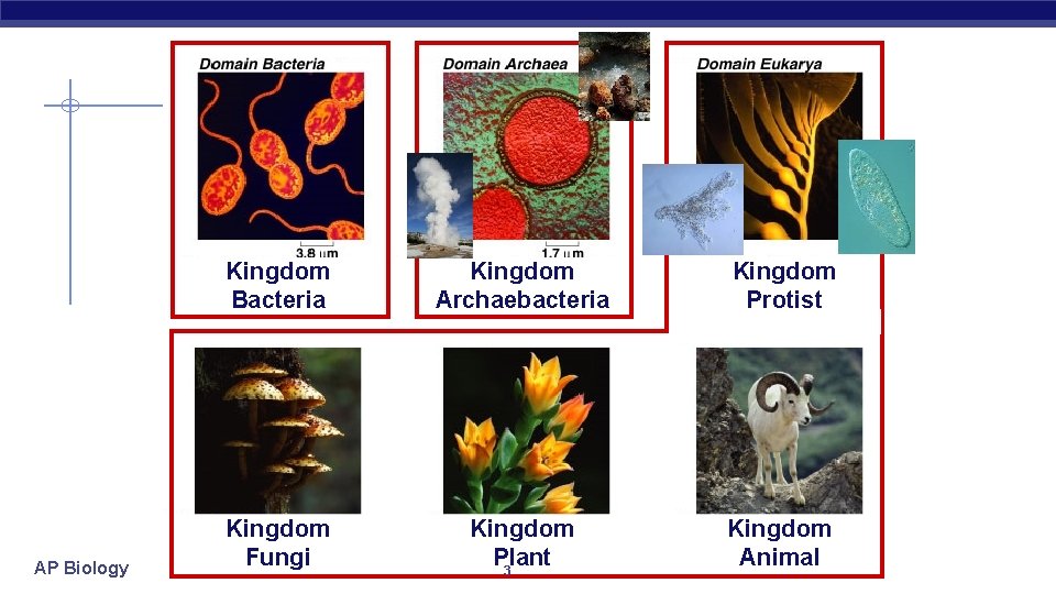 AP Biology Kingdom Bacteria Kingdom Archaebacteria Kingdom Protist Kingdom Fungi Kingdom Plant 3 Kingdom