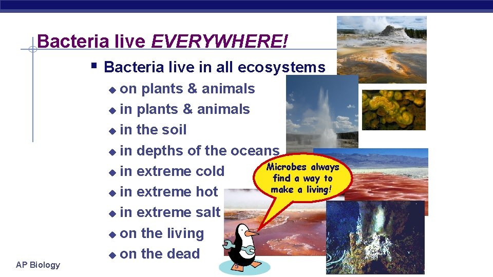 Bacteria live EVERYWHERE! § Bacteria live in all ecosystems on plants & animals u