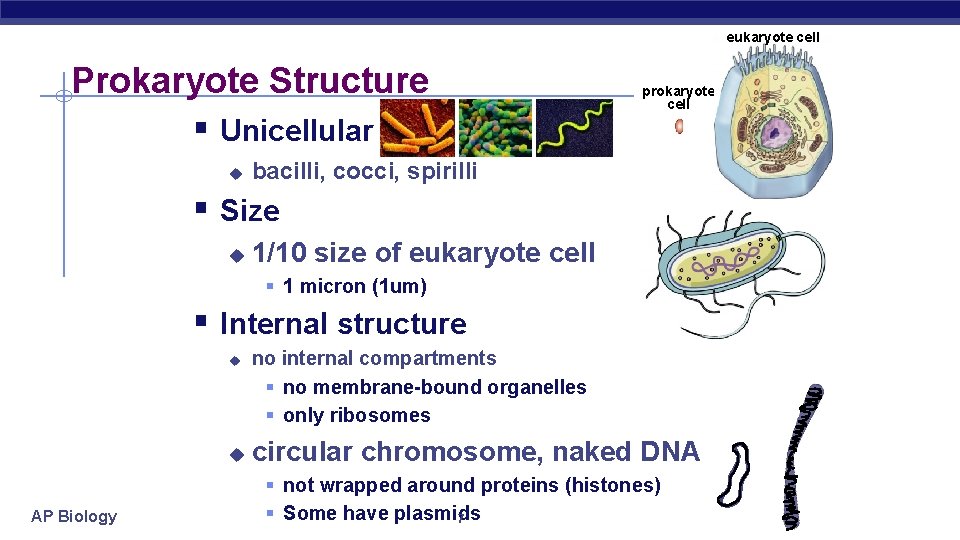 eukaryote cell Prokaryote Structure § Unicellular u prokaryote cell bacilli, cocci, spirilli § Size