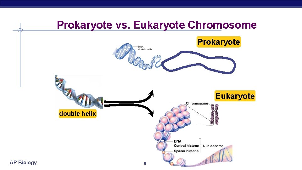 Prokaryote vs. Eukaryote Chromosome Prokaryote Eukaryote double helix AP Biology 8 