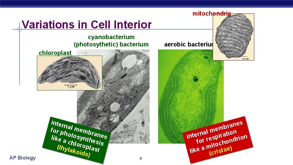 mitochondria Variations in Cell Interior cyanobacterium (photosythetic) bacterium aerobic bacterium chloroplast AP Biology inter