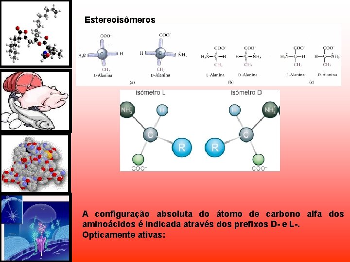 Estereoisômeros A configuração absoluta do átomo de carbono alfa dos aminoácidos é indicada através Estereoisômeros A configuração absoluta do átomo de carbono alfa dos aminoácidos é indicada através
